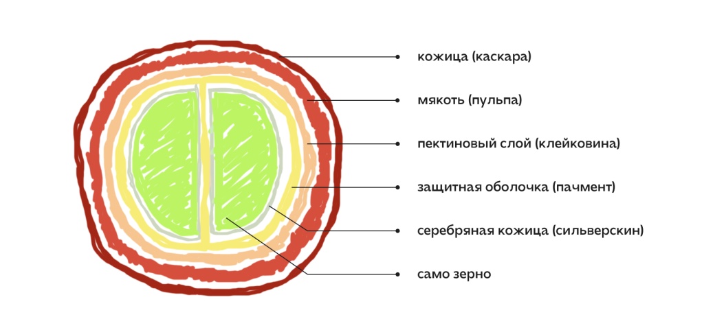 Строение кофеинои ягоды.jpg