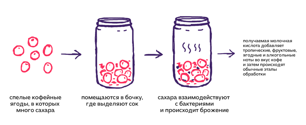 лактоферментация.png