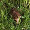 9165882436@tbankcheckout.user
