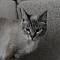 olgabogovaya@mail.ru
