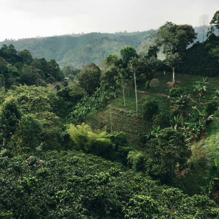 Методы обработки кофе